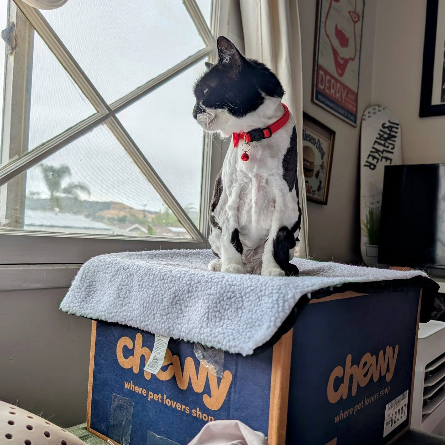 Post by kittykittums