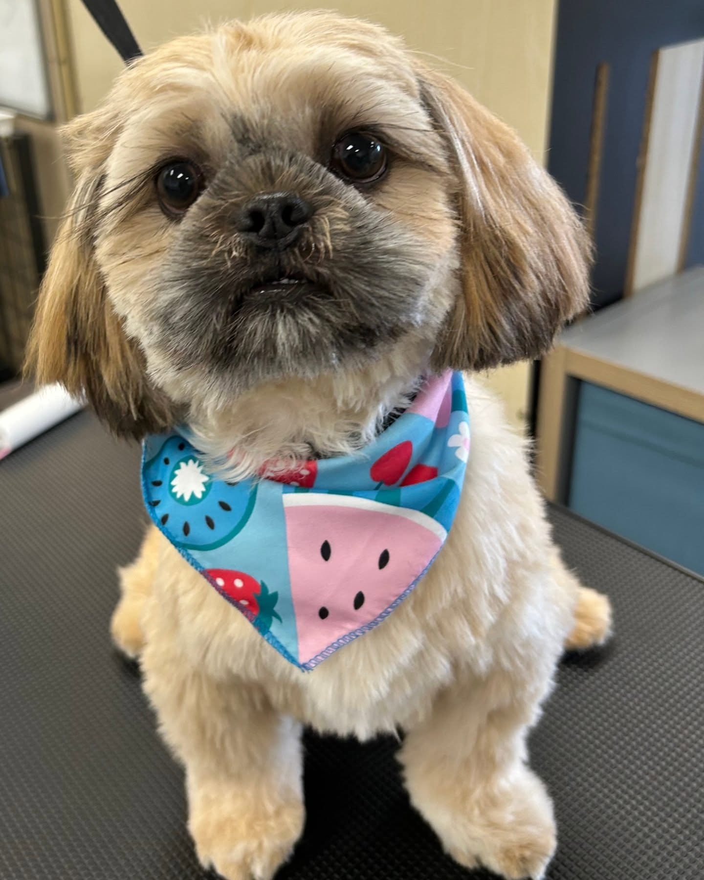 Post by tupac_cachorro