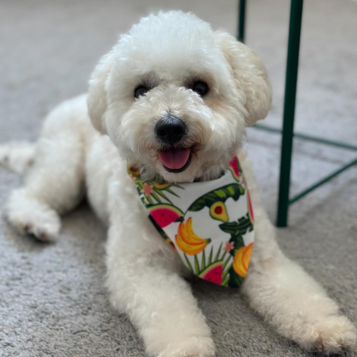 Post by moothepeekapoo