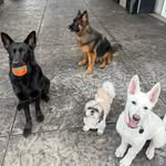 threeshepsandashihtzu