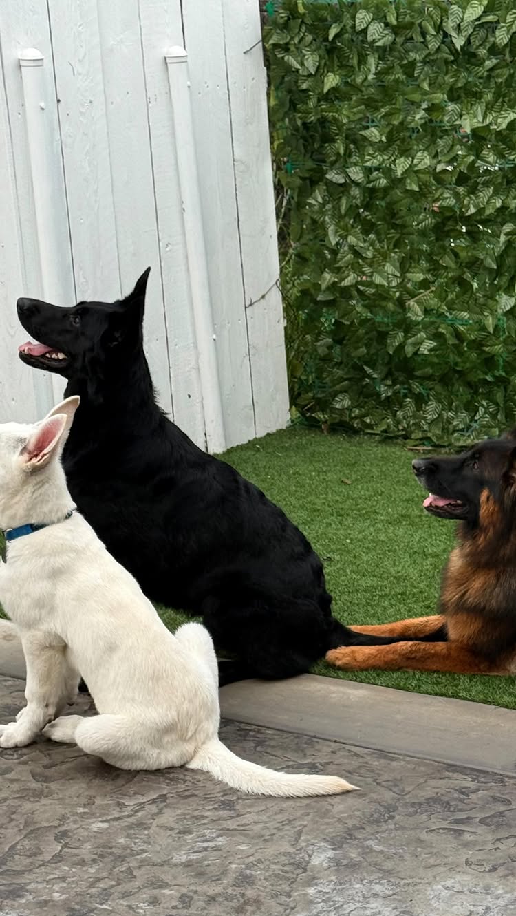 Post by threeshepsandashihtzu