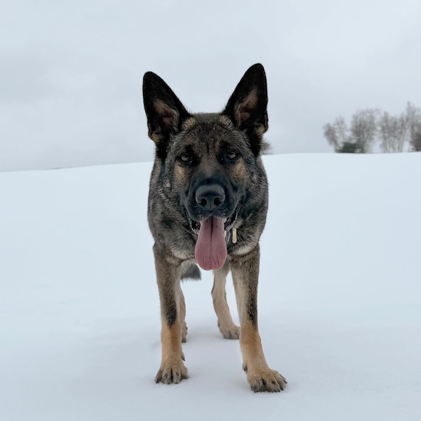 Post by breavontaylorhof_ralphie