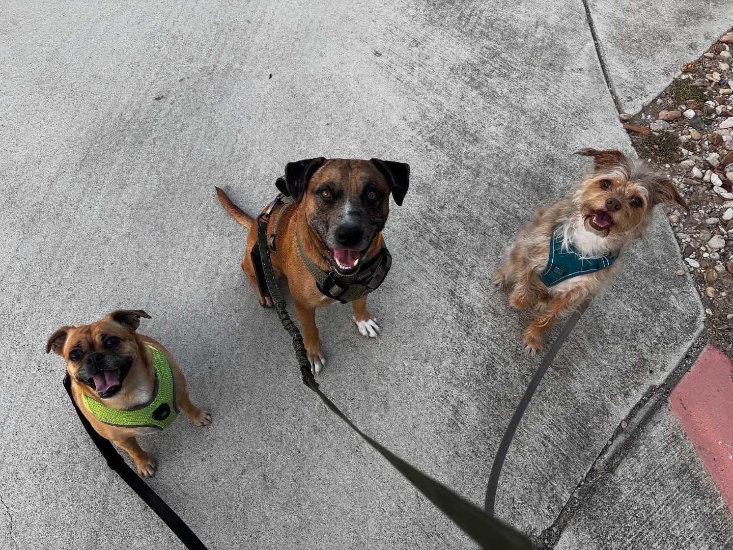 Post by adopt_bestboybear