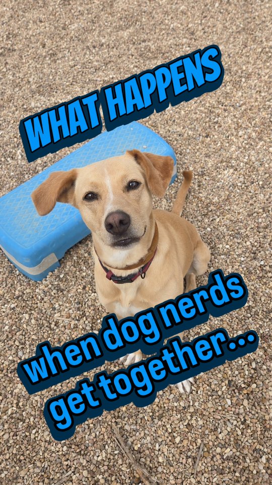 Post by south.austin.dog.center