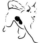 south.austin.dog.center