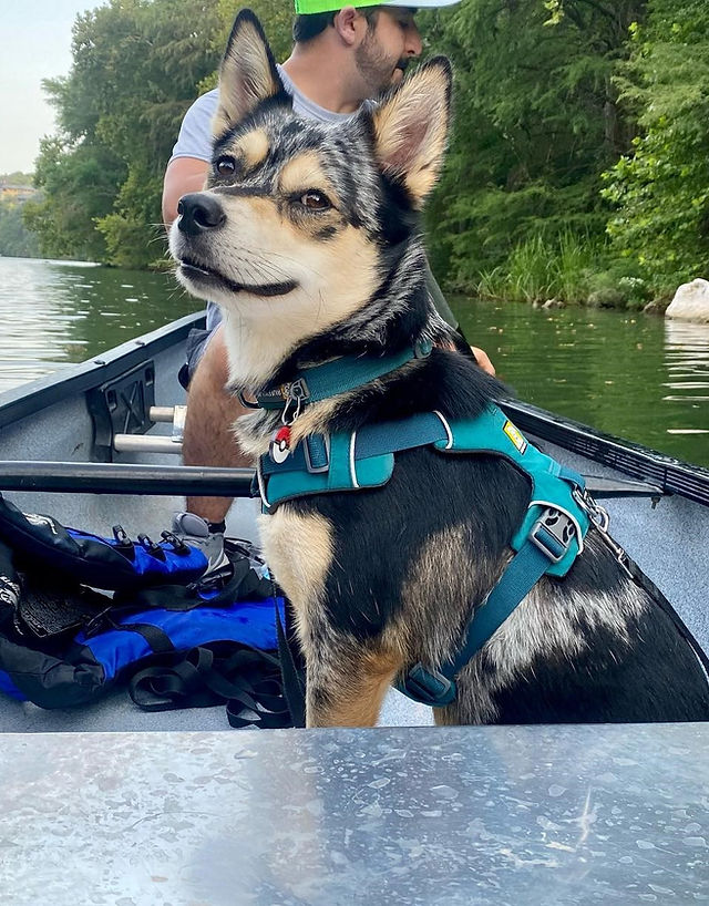 Venture Dog Training logo