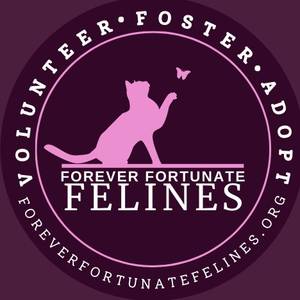 Cat Rescue in Chicagoland