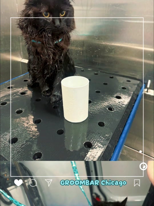 Post by Cat Rescue in Chicagoland