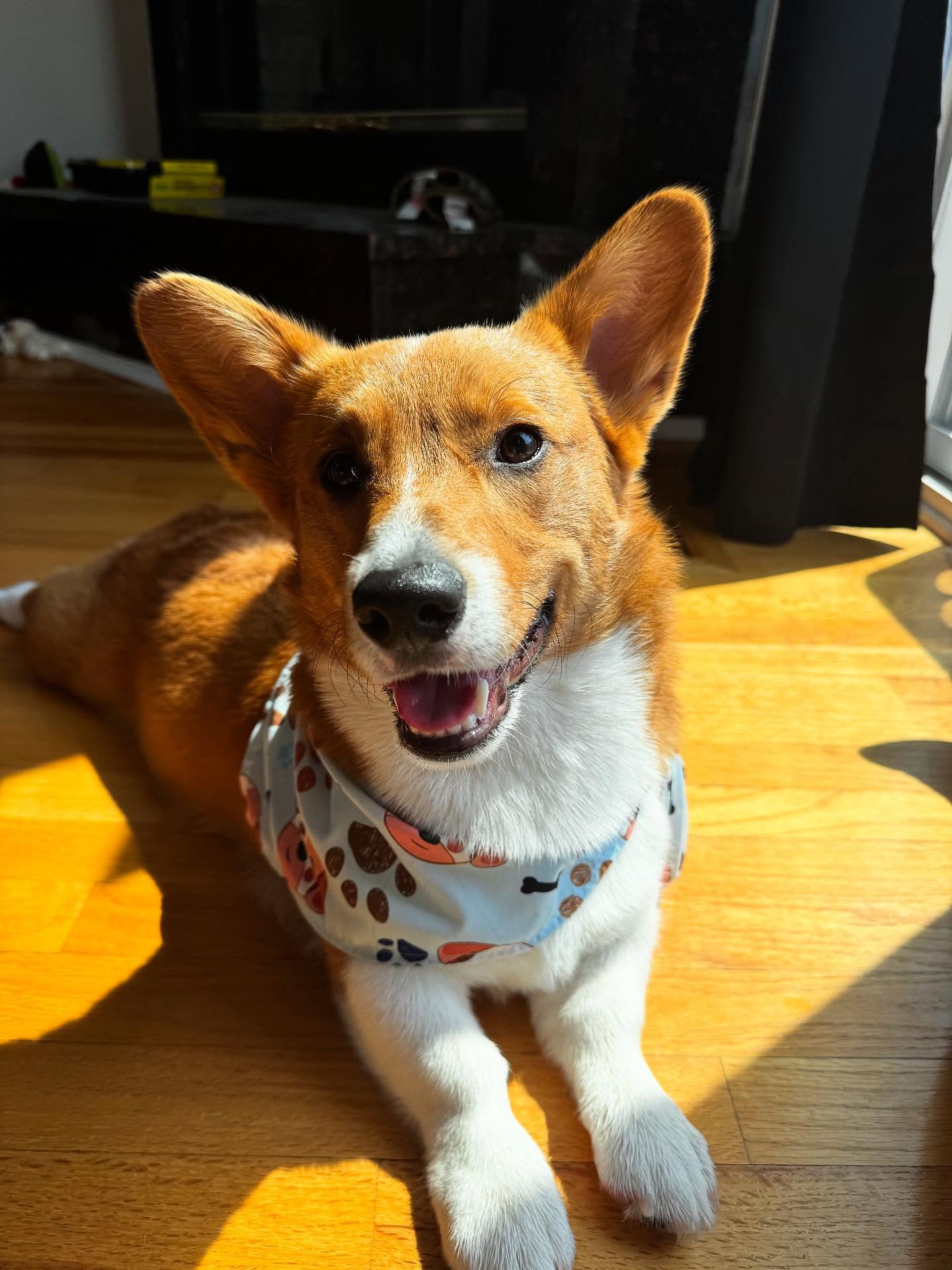 Post by louiev_corgitails