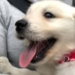 franklin_dogano_ruffsovelt