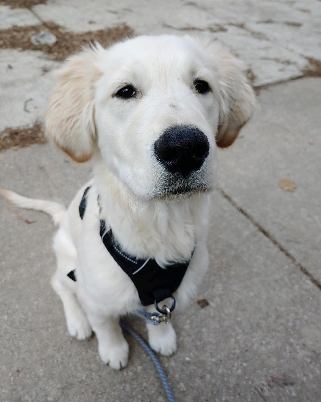 Post by franklin_dogano_ruffsovelt