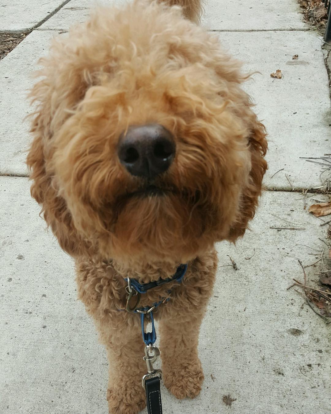 Post by wallydoodledoo