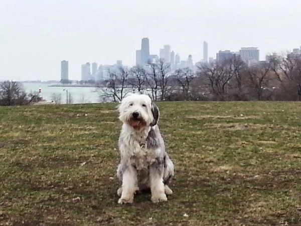 Uptown Pet Services logo