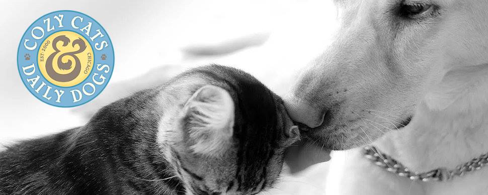 Cozy Cats and Daily Dogs