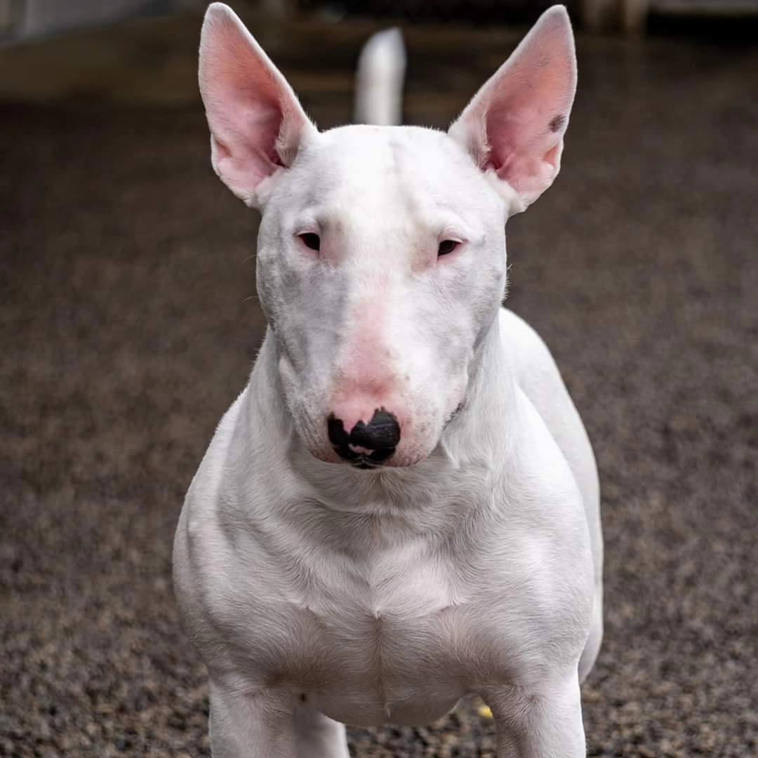 Post by bull.t.error