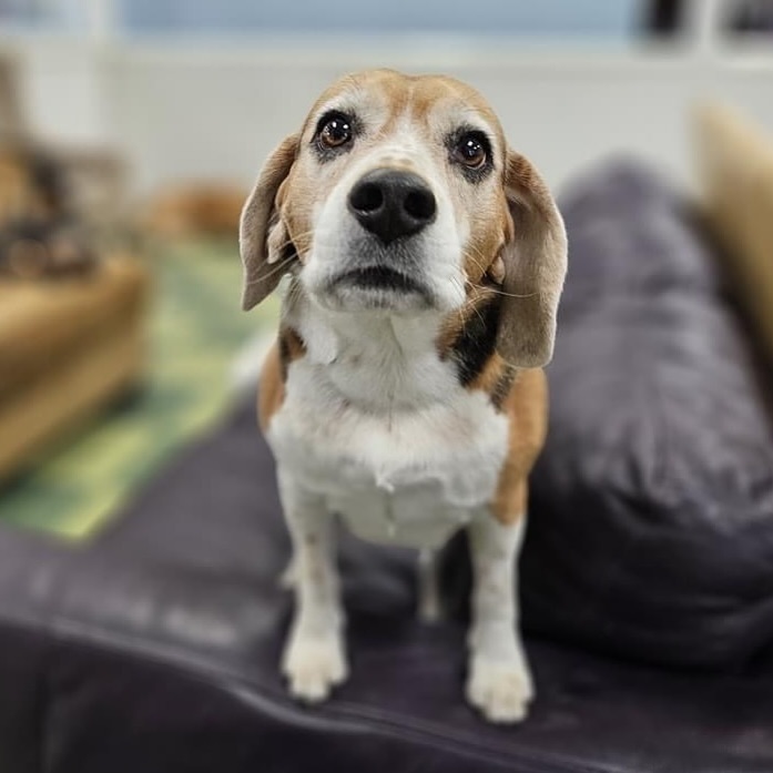 Post by cubthebeagle