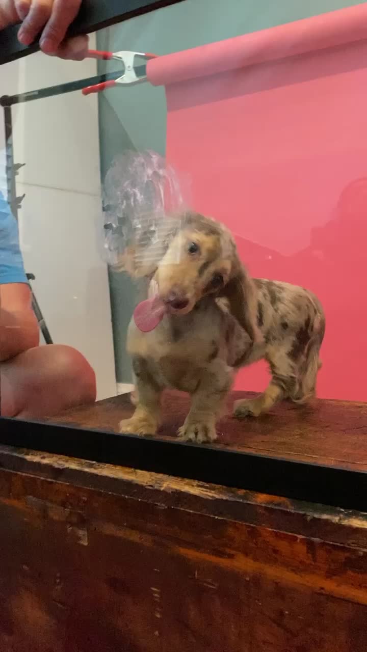 Post by Honeydew the Dachshund