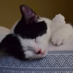 purrciousbeans_photography