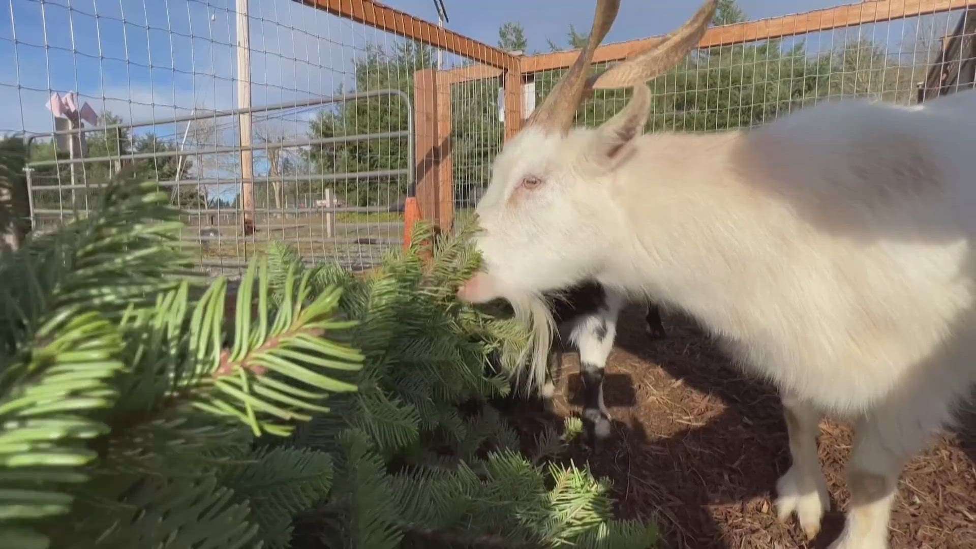 Goats eat leftover Christmas trees