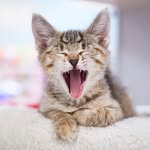 seattleareafelinerescue