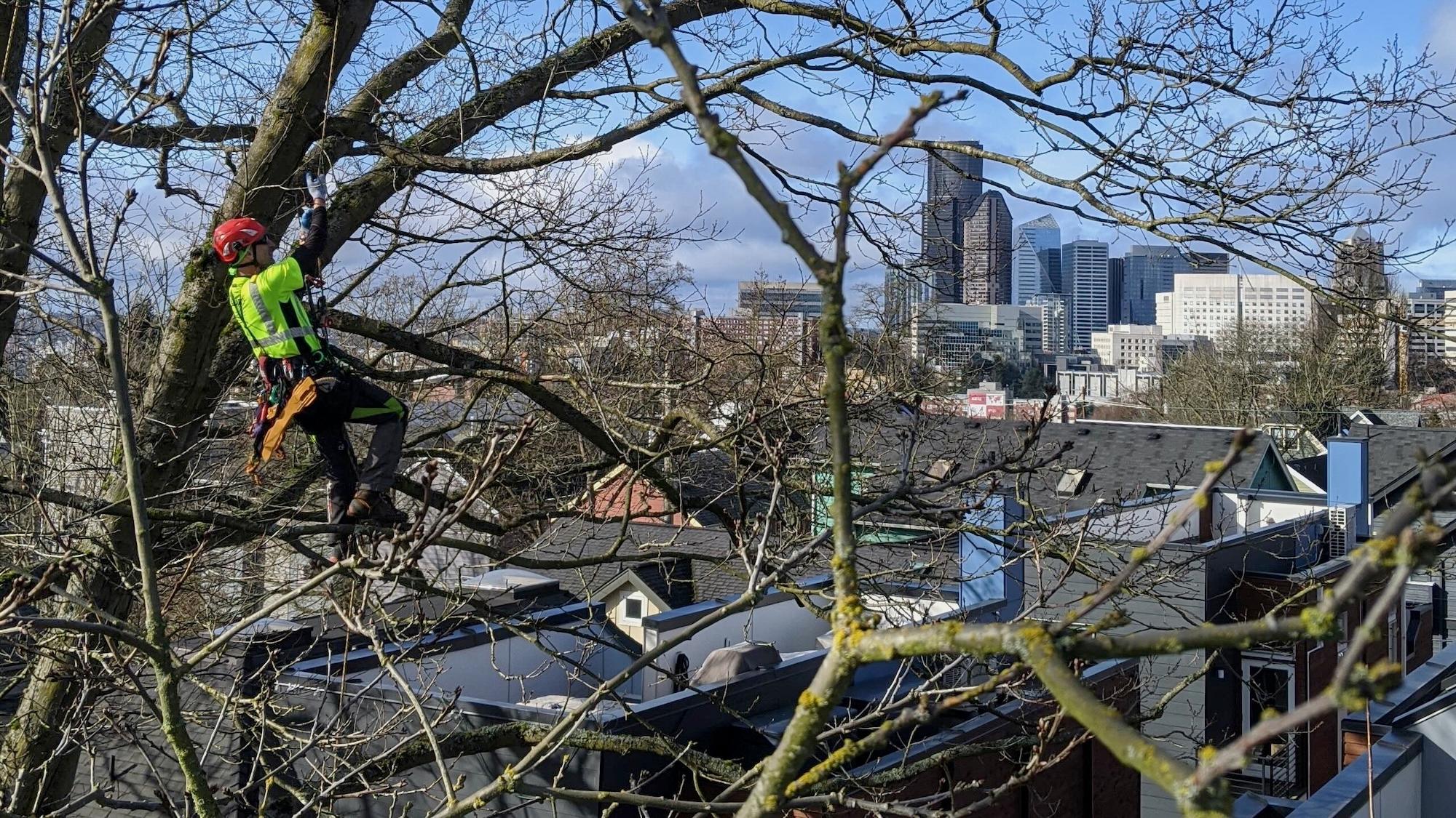 Tree133 Professional Arborists