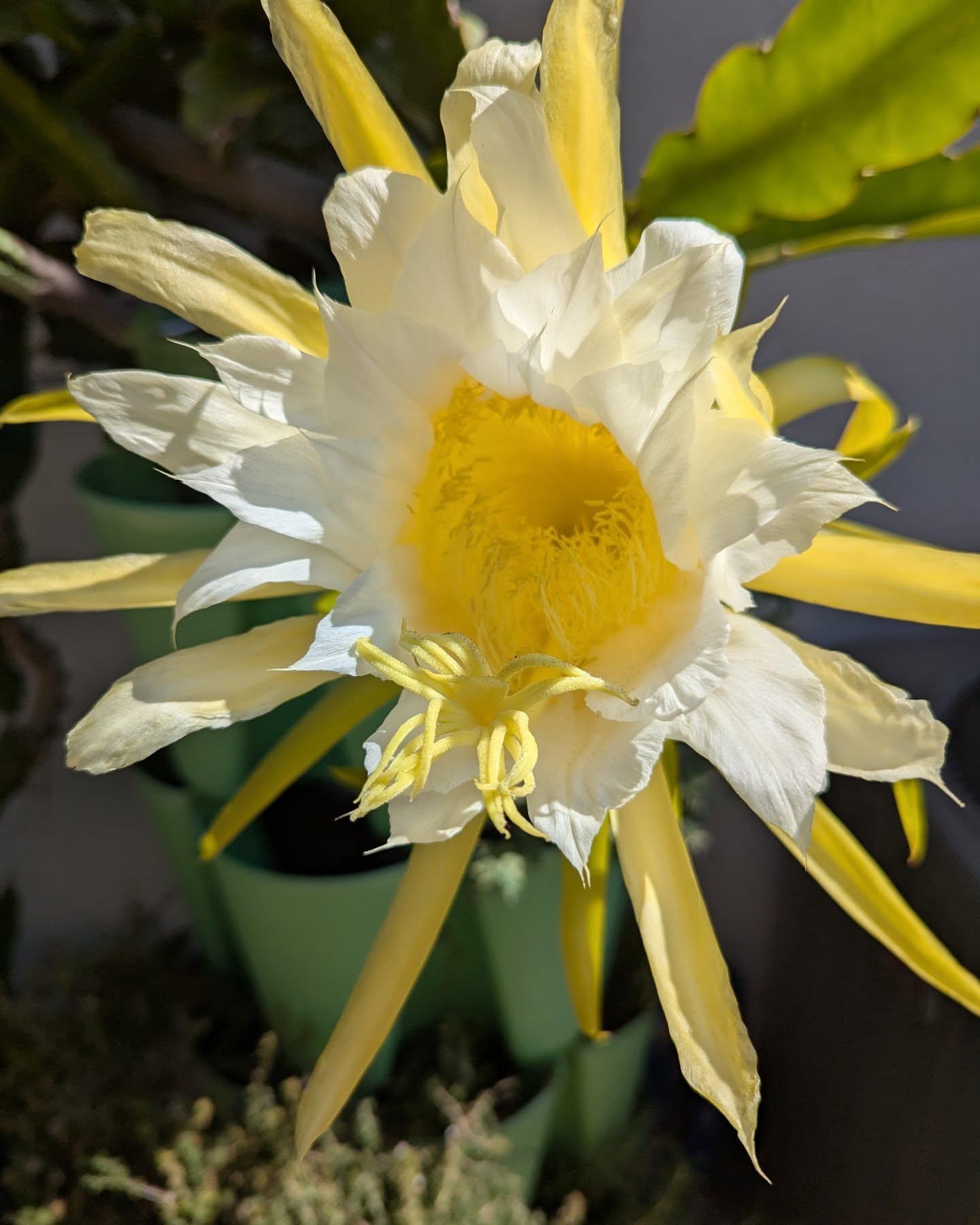 Post by carl_vintales