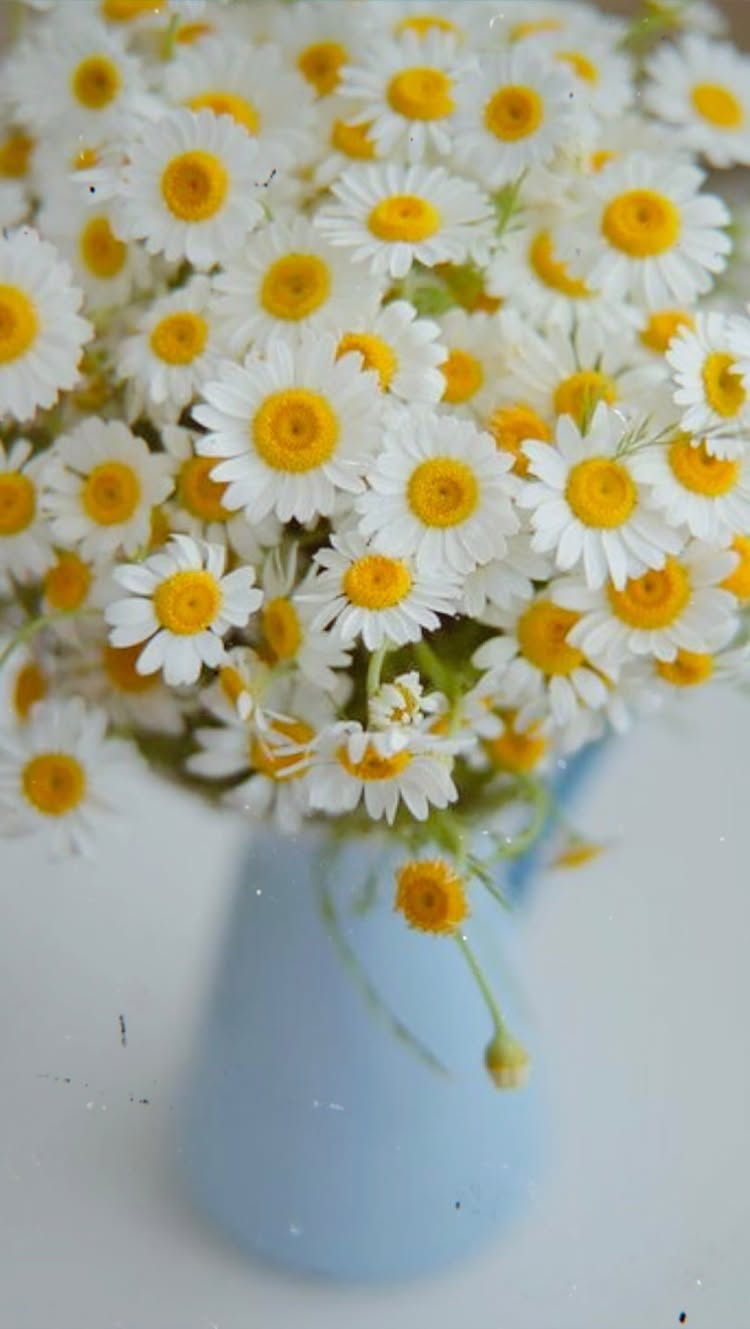 Post by kisskasshair