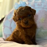 cocobearjones