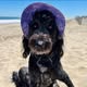 Sheeba - Therapy Dog