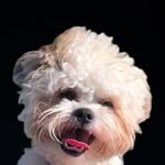 chata_the_shihtz