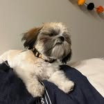ewoknamedbentley