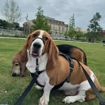 thehoundwatson