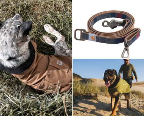 Bougie dog finds cover photo collage