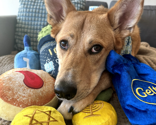 Hanukkah-Themed Pet Toys cover photo collage