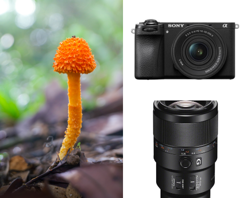 Macro Photography Tools I Recommend cover photo collage