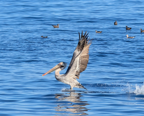 Must See USA cover photo collage