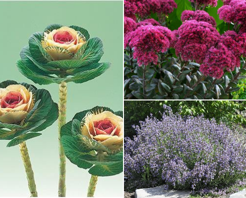 Best Fall Flowers & Plants for a Moody, Magical Autumn Garden cover photo collage