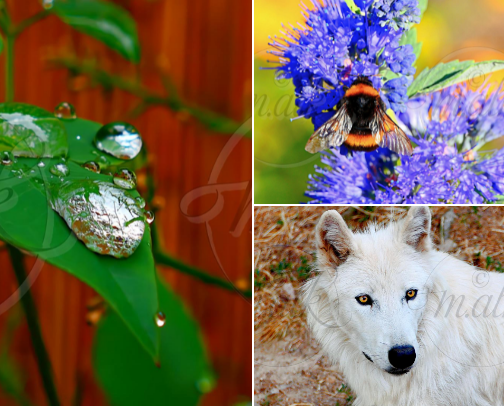 Photography cover photo collage