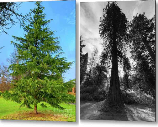 My Love of the Tree cover photo collage