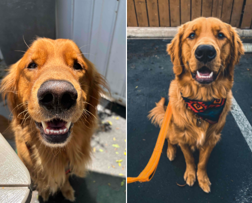 Dog owner must haves cover photo collage