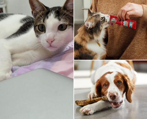 Pet finds cover photo collage