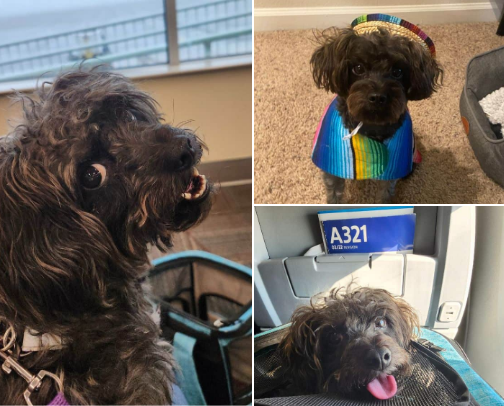 Tips and Tricks for Stress-Free Travel With Your Dog cover photo collage