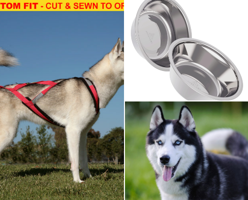 Dog supplies cover photo collage
