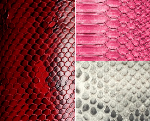 My Newest Notebook Additions - Snake Skin Look-a-likes cover photo collage