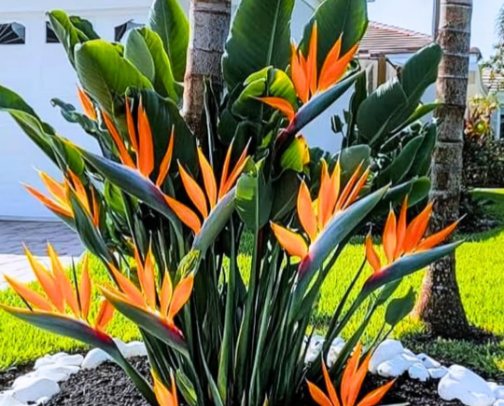 🌿 Curated Live Plants: Budget-Friendly Greenery for Your Home & Garden cover photo collage