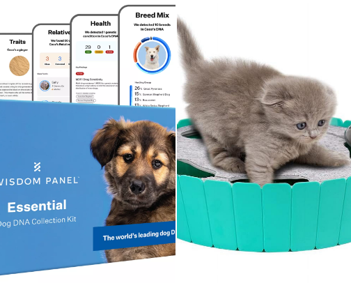 Pets cover photo collage