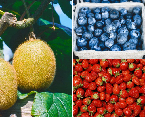 Favorite Fruit Bowl 🍋‍🟩😋 cover photo collage