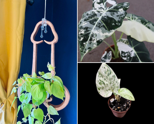 🌿 Indoor Plant Care & Propagation: Pothos, Monstera, Alocasia & Tropical Houseplant Essentials for Low-Maintenance Plant Parents 🪴 cover photo collage
