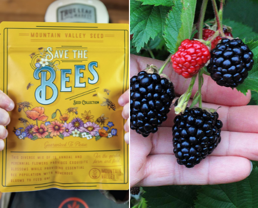 Top 10 Easy Fruits to Grow at Home — Fresh, Juicy & Low Maintenance cover photo collage