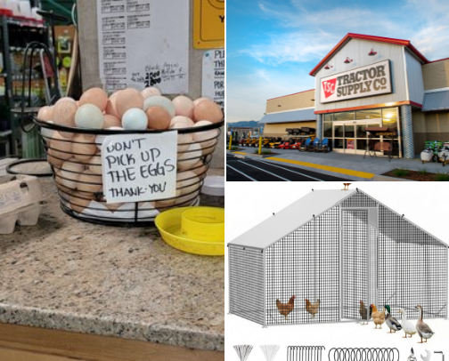 Help I Bought A Chicken! cover photo collage